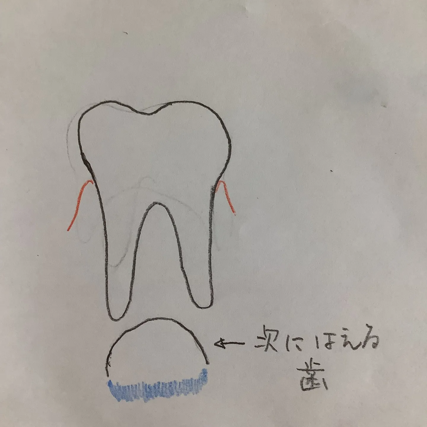 こんにちは、やまもと歯科医院です。
